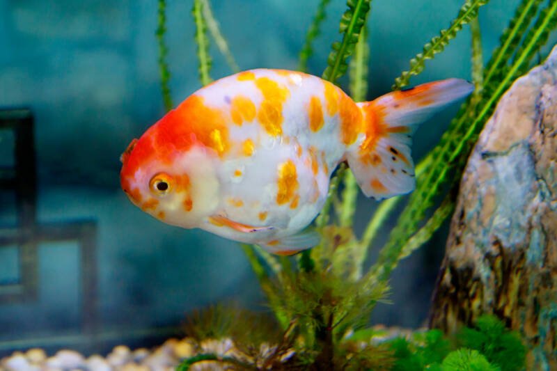 Ranchu goldfish swimming in a planted aquarium