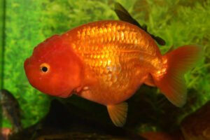 Ranchu Goldfish: Care Guide (with Tank Setup, Mates & Diet)