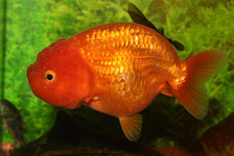 Female of ranchu goldfish (Carassius auratus) swimming in a planted aquarium