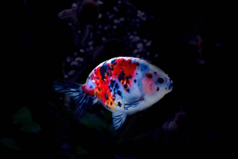 Ranchu goldfish swimming against dark background