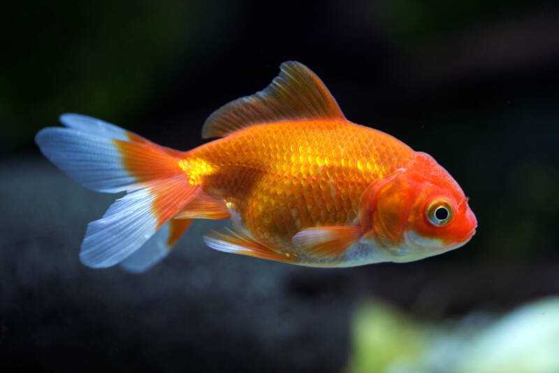Red fantail fancy goldfish variety swimming in aquarium