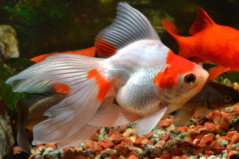 specimen of red and white Ryukin goldfish in cold water aquarium
