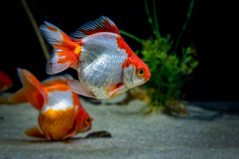 The Tosakin or curly fantail goldfish is a very distinctive breed of goldfish with a large tail fin that spreads out horizontally (like a fan) behind the fish. shot with blurry background