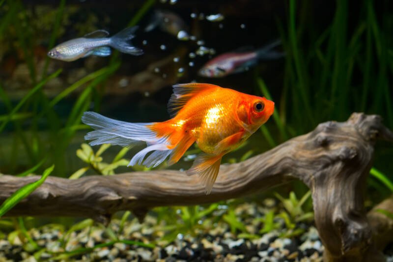 Veiltail fancy goldfish swimming in aquarium with green plants, driftwood, gravel and other fish