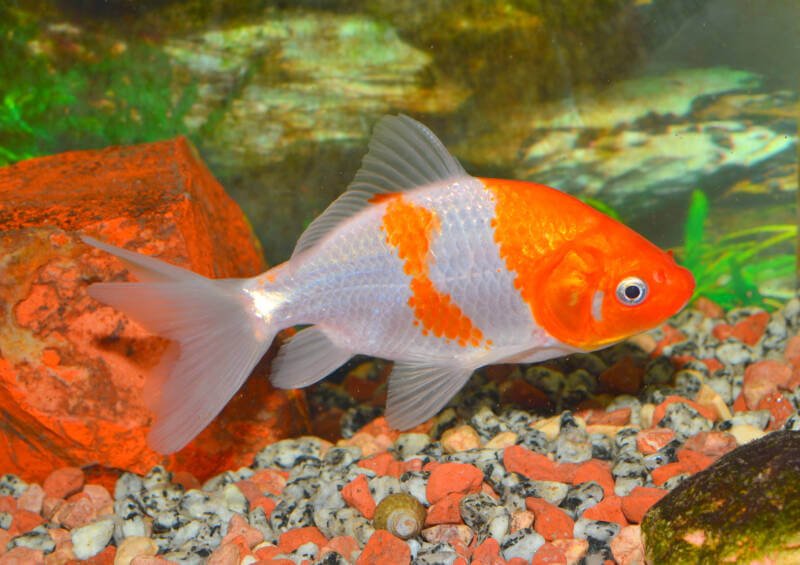 Wakin goldfish swimming in a planted aquarium with a multicolored substrate