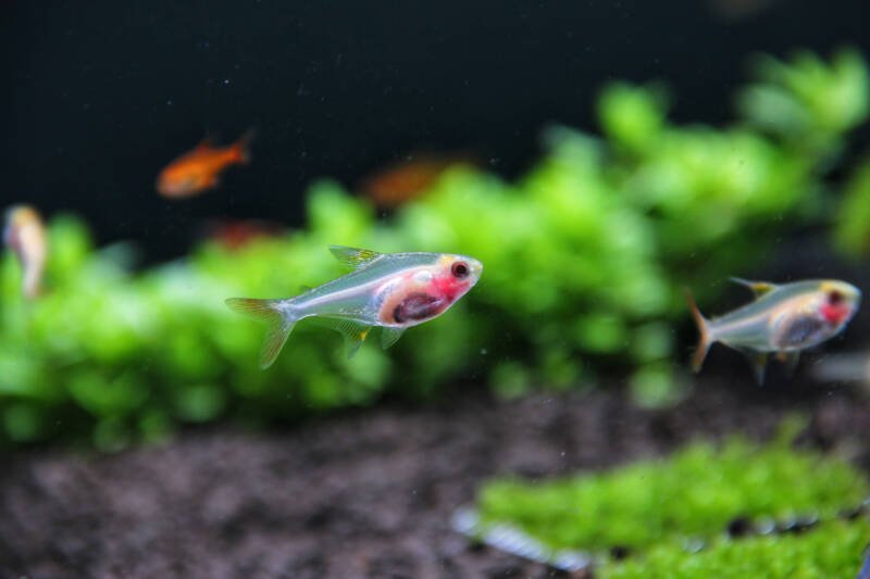 Two albino Pristella maxillaris also known as albino x-ray tetras swimming in a planted aquarium with a black substrate