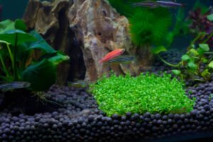 Pregnant Zebra Danio? What to Look For & What to Do (Guide)