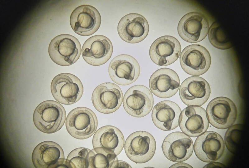 Imagen del embrión de pez cebra bajo el microscopio