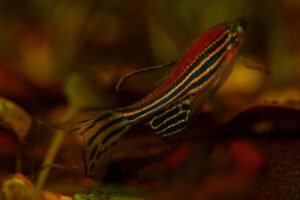 Pregnant Zebra Danio? What to Look For & What to Do (Guide)