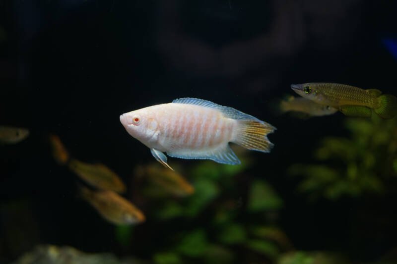 Albino version of paradise fish swimming in a planted community aquarium