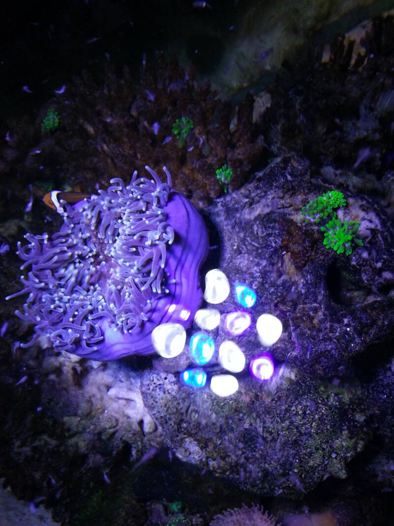 Feeding time of sea anemone with artemias and reflecting on LED light