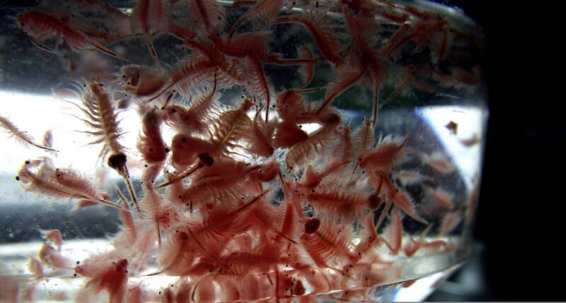 Colony of Artemia salina commonly known as brine shrimp in an aquarium