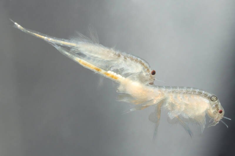 A pair of Artemia salina also known as brine shrimp swimming in the water 