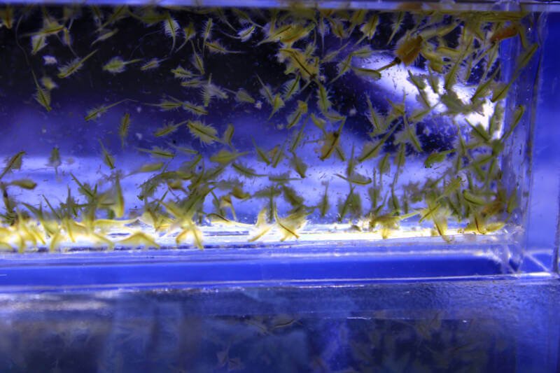 Colony of Artemia microorganisms commonly known as brine shrimp swimming in an aquarium setup