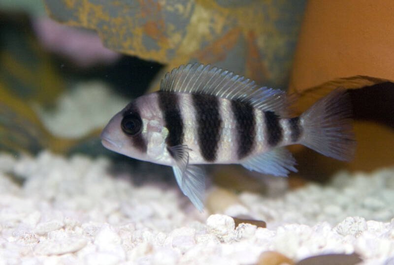 Juvenile of Cyphotilapia frontosa also known as frontosa swimming in a decorated aquarium