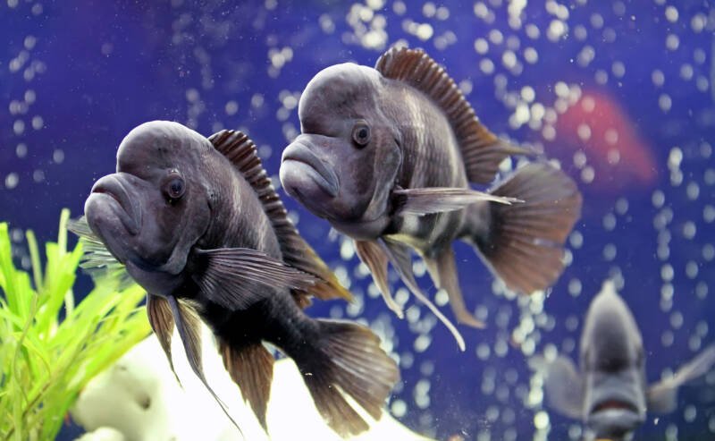 Mature males of Cyphotilapia frontosa also known as frontosas swimming in aquarium with air bubbles