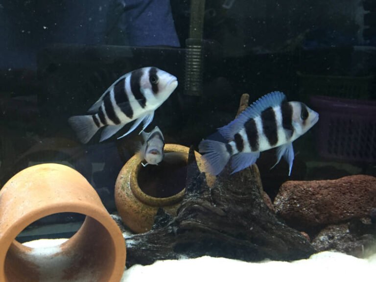 Frontosa Cichlid • Care Guide (Setup, Mates & Breeding)