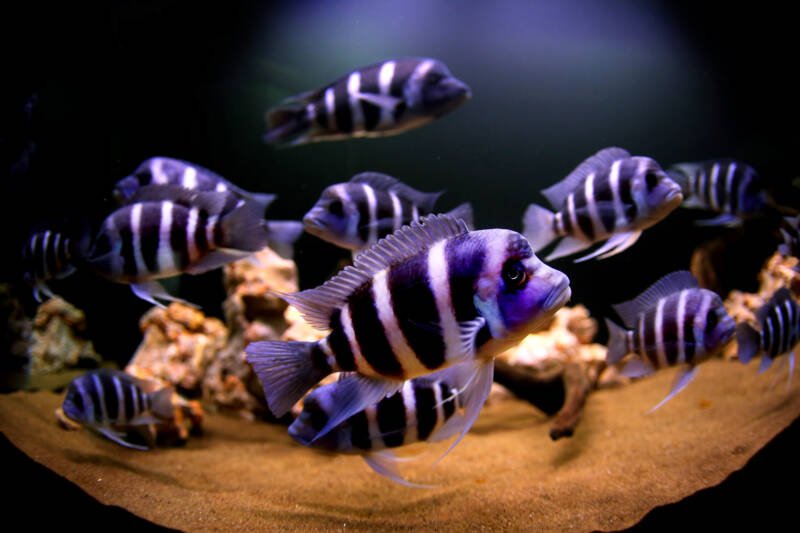 Aquarium with Cyphotilapia frontosa also known as frontosas from lake Tanganyika swimming together in aquarium