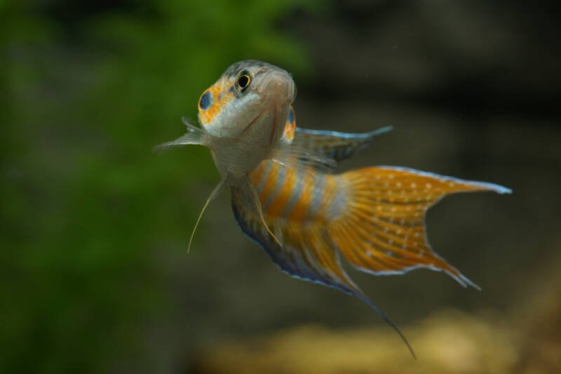 Macropodus opercularis also known as paradise fish turning in a planted aquarium showing its fins