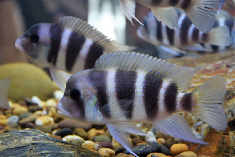 School of Cyphotilapia frontosa also known as frontosas schooling together in aquarium with pebbles
