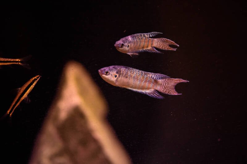 A pair of Macropodus opercularis also known as paradise gouramis swimming in a community aquarium with dimmed light