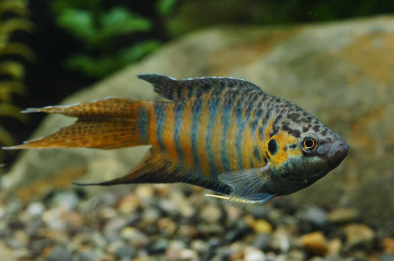 Macropodus opercularis commonly known as paradise gourami swimming in a planted aquarium close to fine gravel bottom