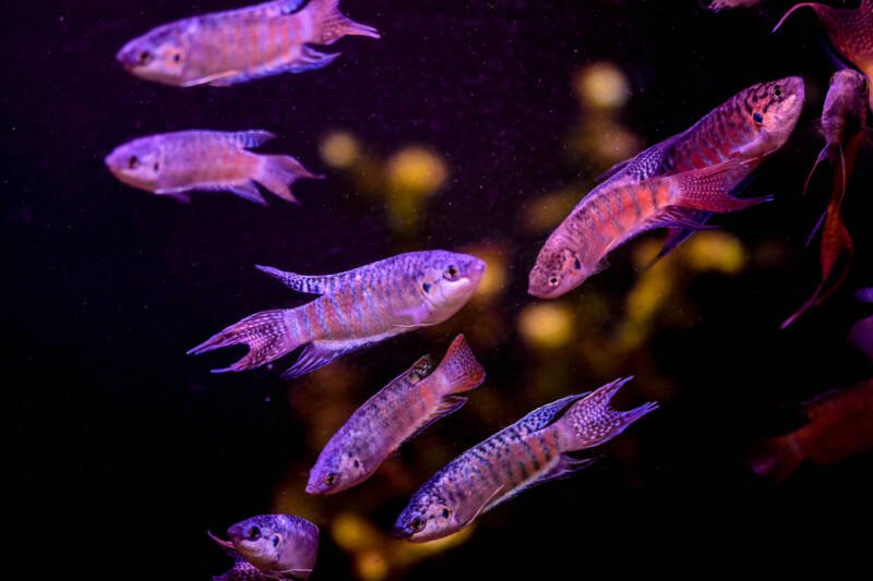 School of paradise gouramis swimming together in aquarium with dimmed light