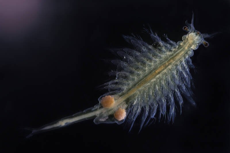 Female of Artemia salina also known as brine shrimp carrying eggs in a brood pouch on her abdomens