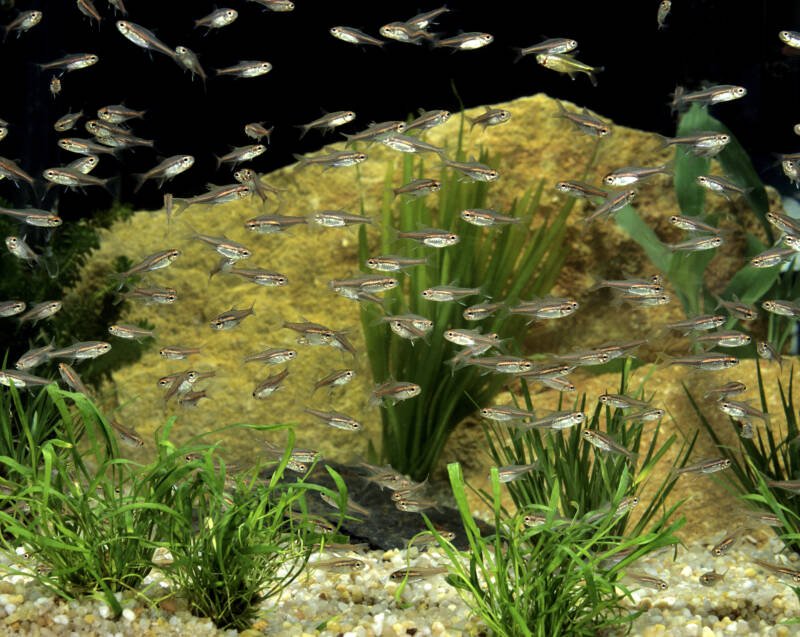 Aquarium setup with a school of Hemigrammus erythrozonus also known as glowlight tetras, rocks and plants