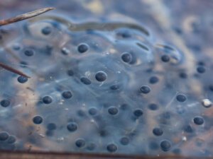 Frog eggs that look like little balls of black matter
