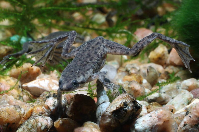 Natación Hymenochirus boettgeri también conocida como rana enana africana en el acuario