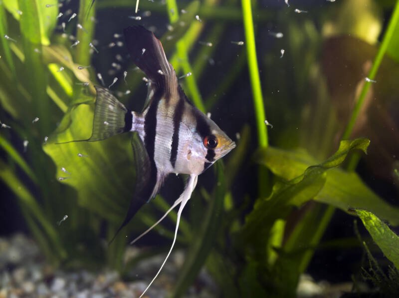 Angelfish female swimming and guarding its fry in a planted aquarium