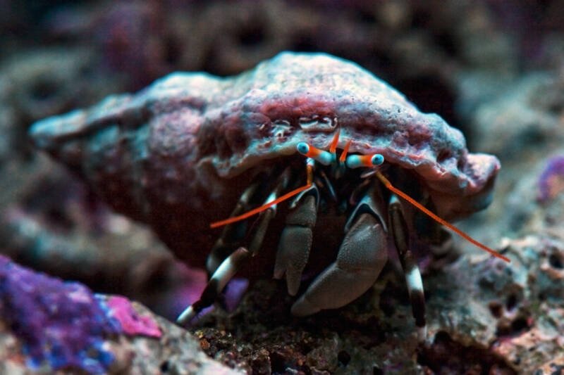 Macro shot of Calcinus laevimanus also known as blue-knuckle hermit crab or as dwarf zebra hermit crab in a reef tank