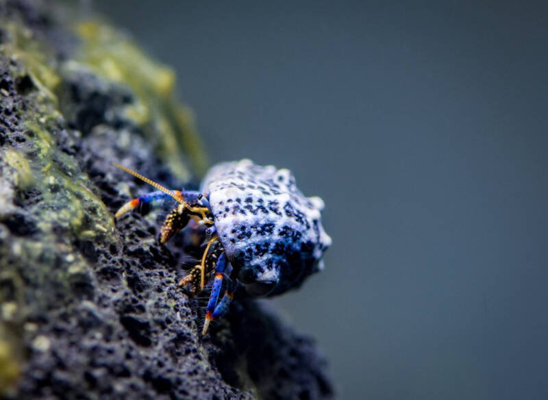 Clibanarius tricolor also known as blue-legged hermit crab posing on algae covered volcanic rock 