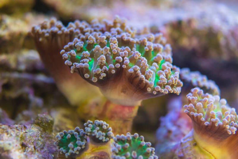 Euphyllia paradivisa also known as branching frogspawn LPS coral on a coral reef 