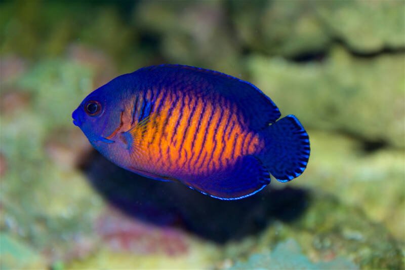 Centropyge bispinosa known as well as coral beauty dwarf angel swimming above a live rock in a saltwater aquarium