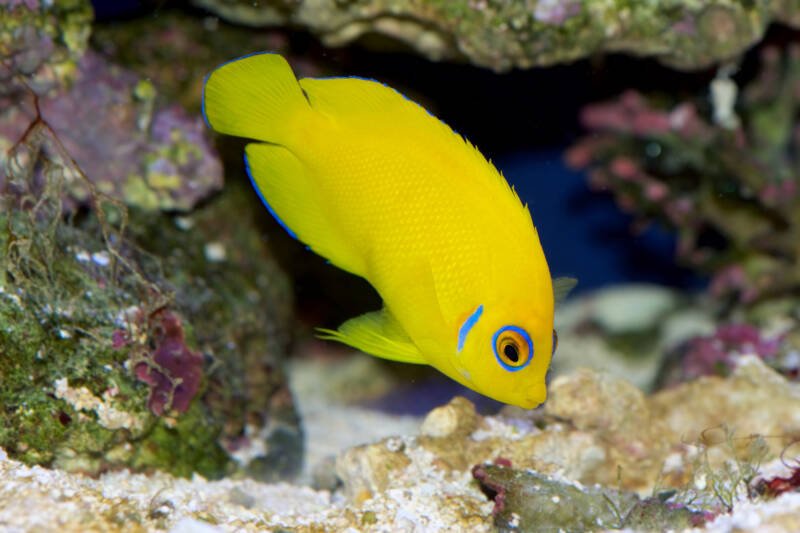 Centropyge flavissima also known as lemon peel angelfish searching for food in a substrate in a reef tank