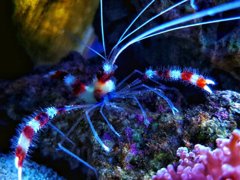 Stenopus hispidus also known as boxer coral shrimp or banded coral shrimp on a live rock in a reef tank