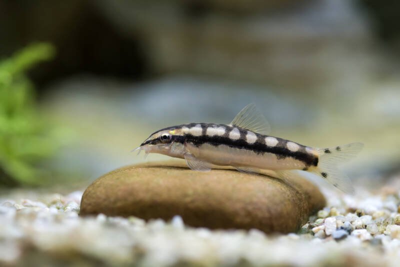 Yasuhikotakia sidthimunki also known as dwarf chain loach staying on a pebble on the bottom of aquarium