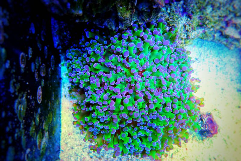 Euphyllia divisa also known as wall frogspawn LPS coral in a reef tank