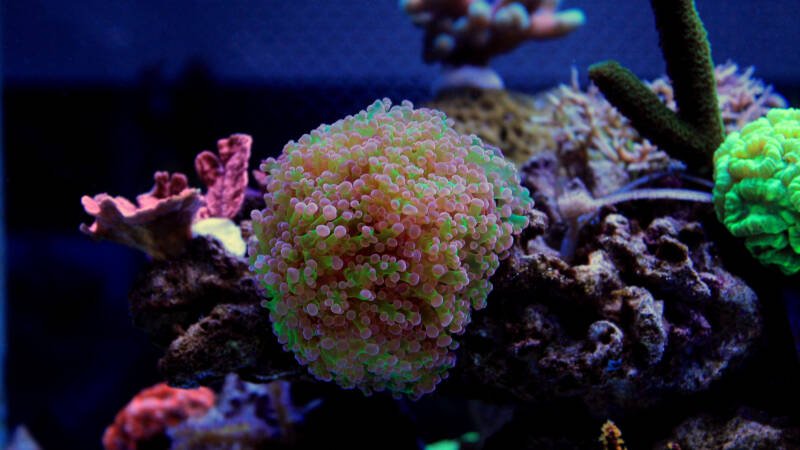 Euphyllia frogspawn coral in a reef tank with other corals