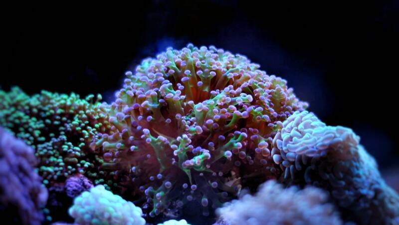 Branching Euphyllia paradivisa also known as frogspawn coral in a reef tank
