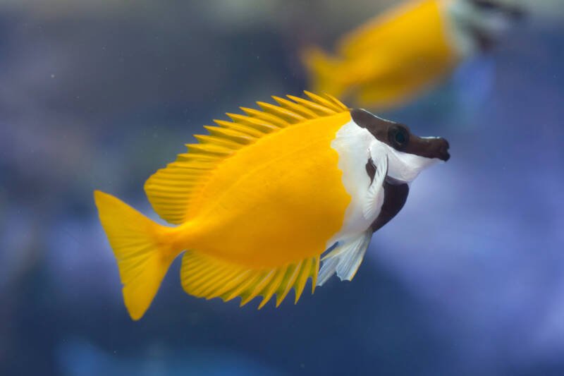 Siganus vulpinus also known as foxface rabbitfish swimming in a saltwater aquarium