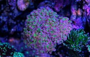 Frogspawn Coral Care: Placement, Feeding, Fragging • (Guide)