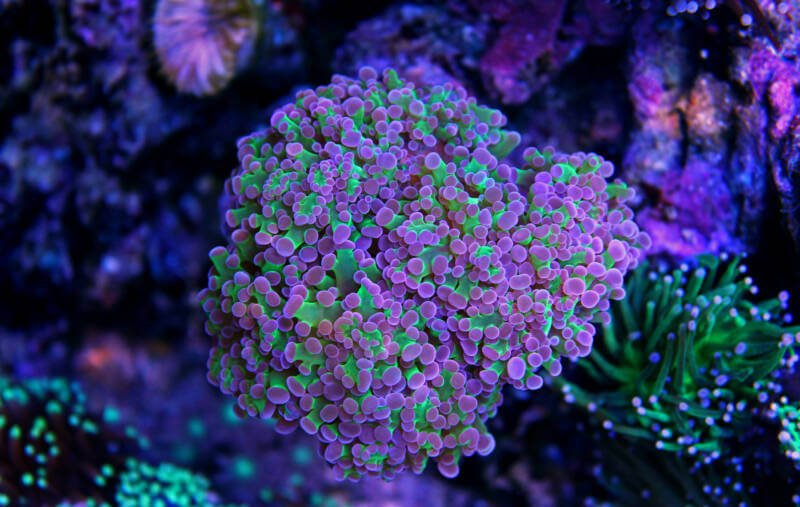 Euphyllia divisa also known as frogspawn coral in a reef tank