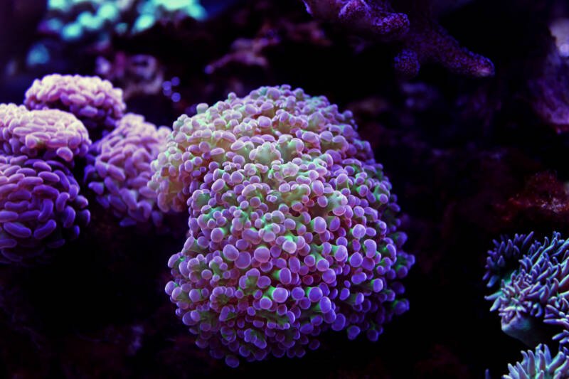 Frogspawn coral and hammer coral colony sharing space in a reef tank