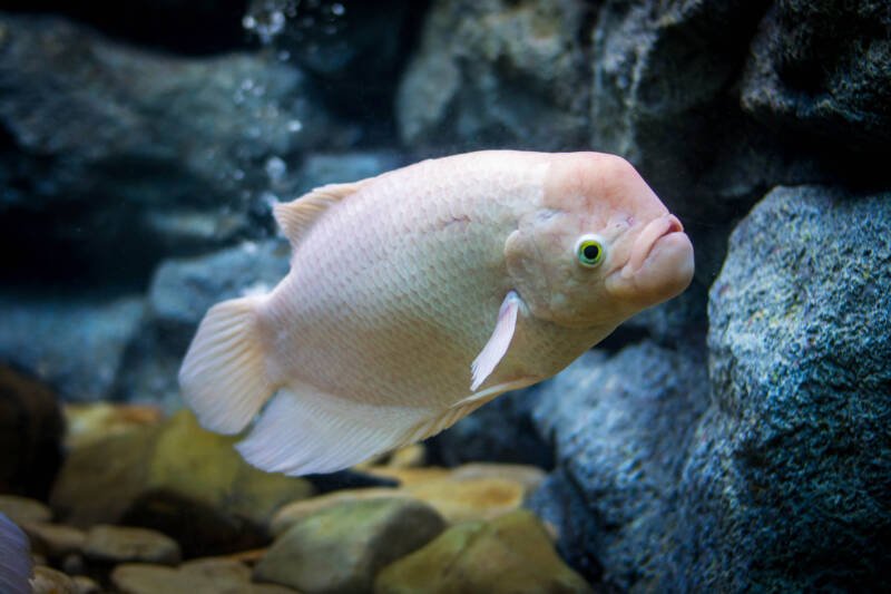 Osphronemus goramy also known as giant gourami swimming in a large aquarium with rocks
