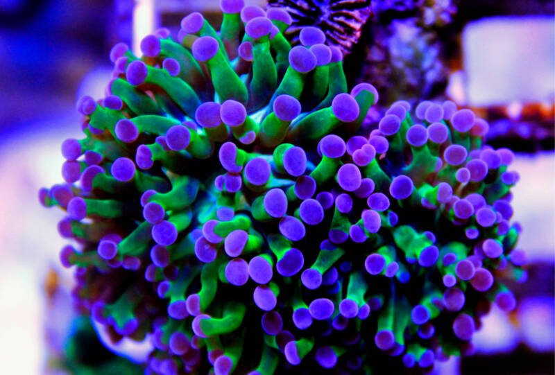 Grape LPS coral in a reef tank