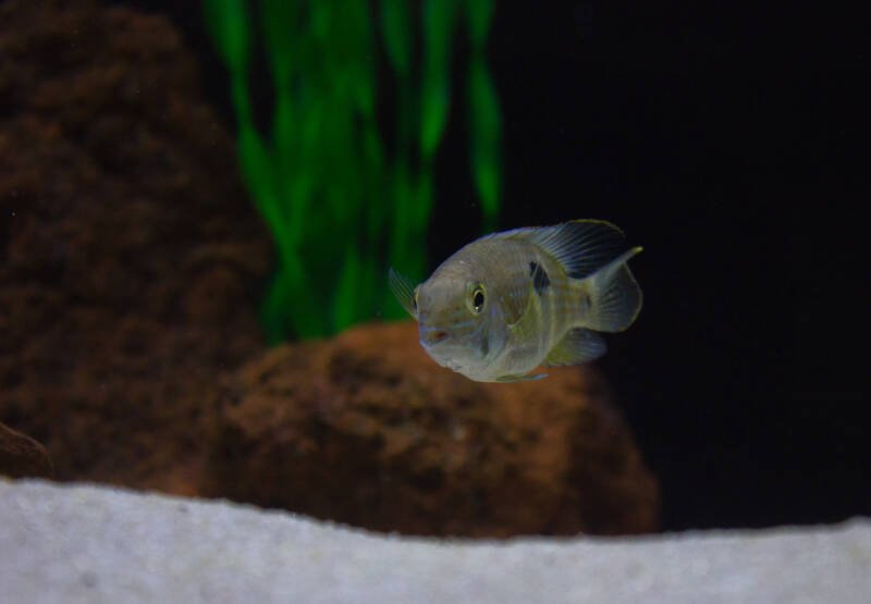 Juvenile of Andinoacara rivulatus also known as green terror cichlid swimming in a decorated aquarium