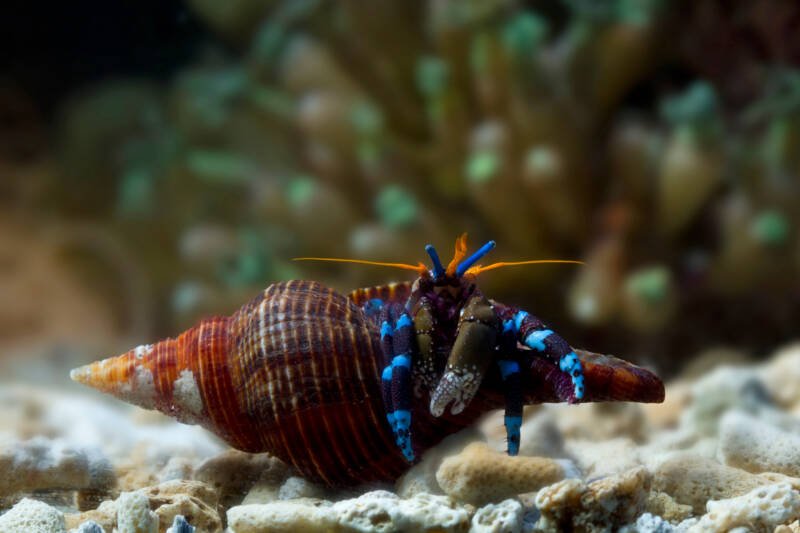 Close-up of hermit crab out of its shell in a reef tank